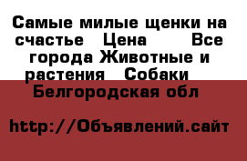 Самые милые щенки на счастье › Цена ­ 1 - Все города Животные и растения » Собаки   . Белгородская обл.